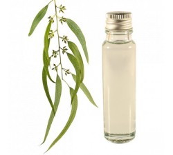 eucalyptus essential oil 25ml